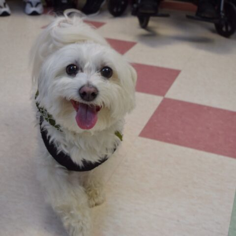 Elderly resident enjoying a visit from a dog, during the Healing Power of Pets event